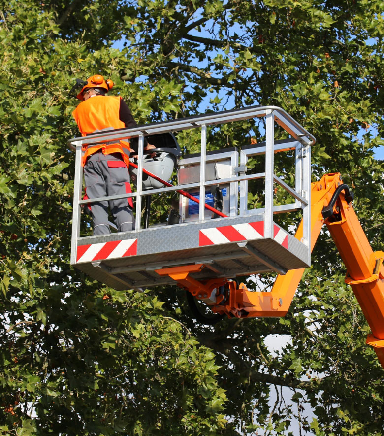 Indianapolis a Tree Service