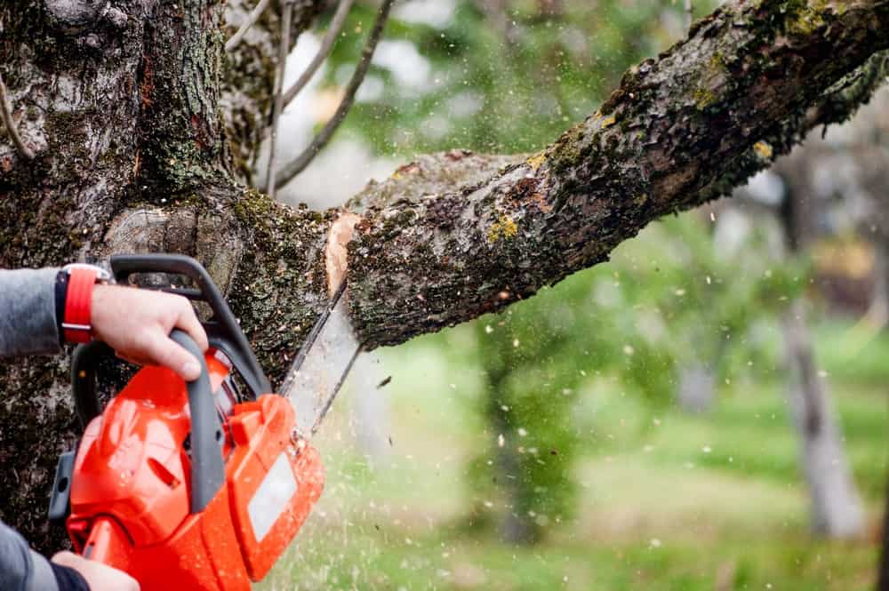 Indianapolis a Tree Service