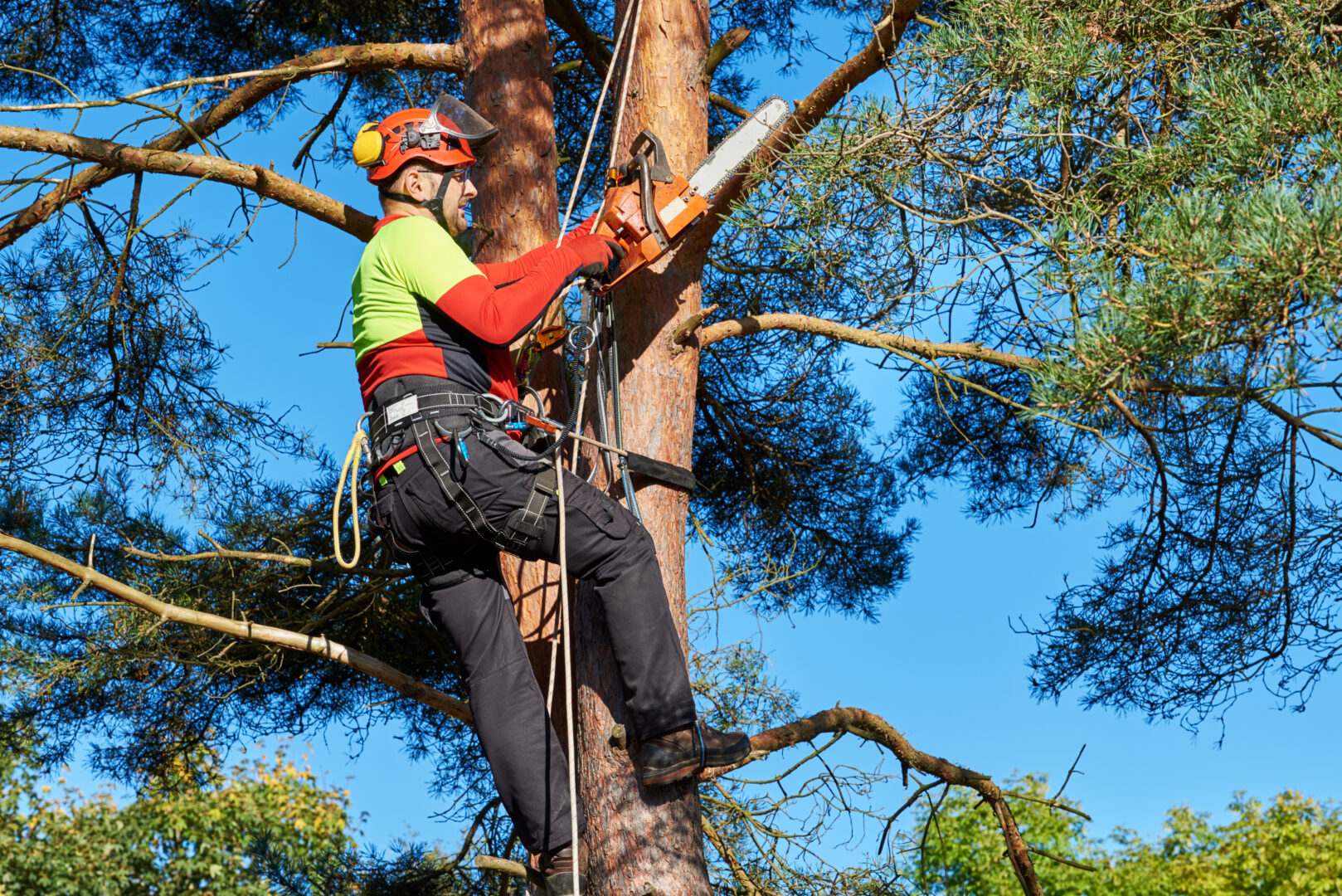 Indianapolis a Tree Service