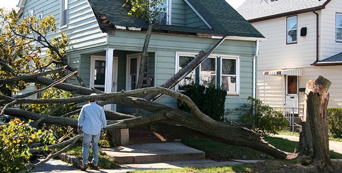 Indianapolis a Tree Service