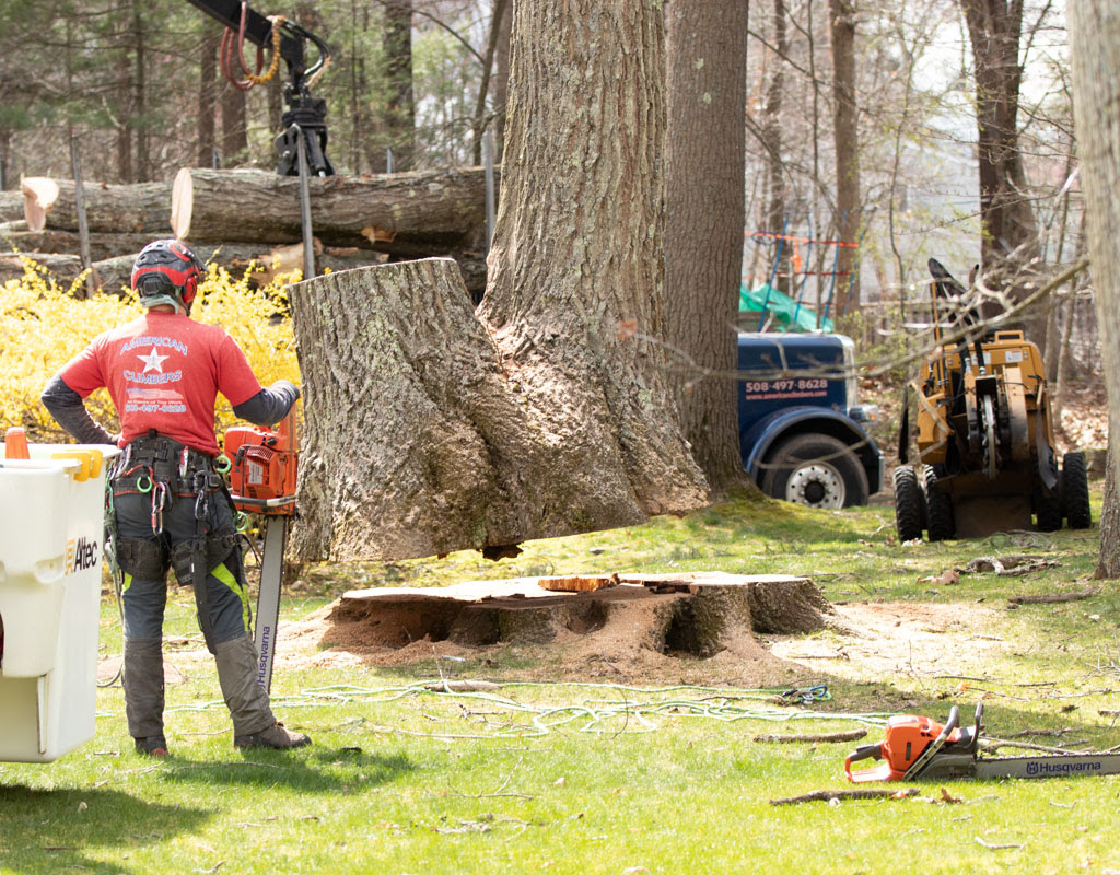 Indianapolis a Tree Service